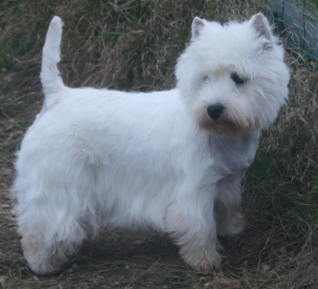 Les West Highland White Terrier de l'affixe des vallées de la Rocha