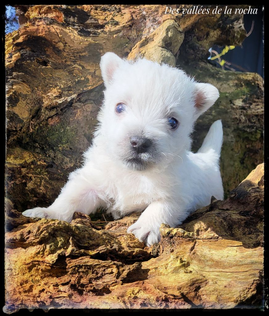 des vallées de la Rocha - Chiot disponible  - West Highland White Terrier