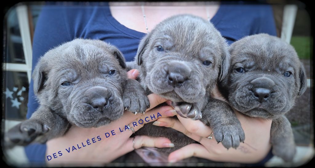 des vallées de la Rocha - Chiot disponible  - Cane Corso