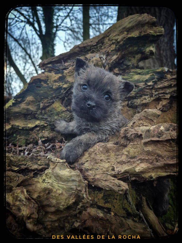 des vallées de la Rocha - Chiot disponible  - Cairn Terrier