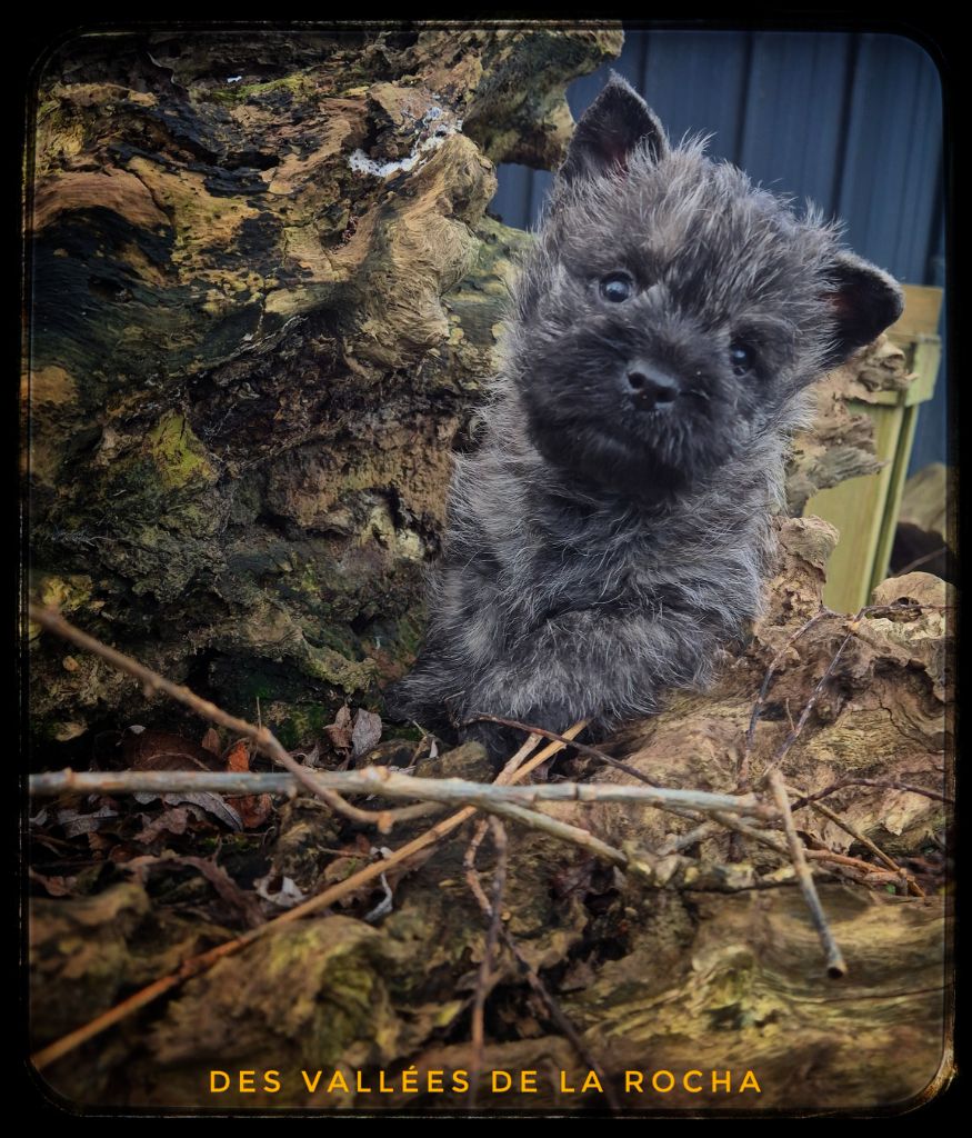 des vallées de la Rocha - Chiot disponible  - Cairn Terrier