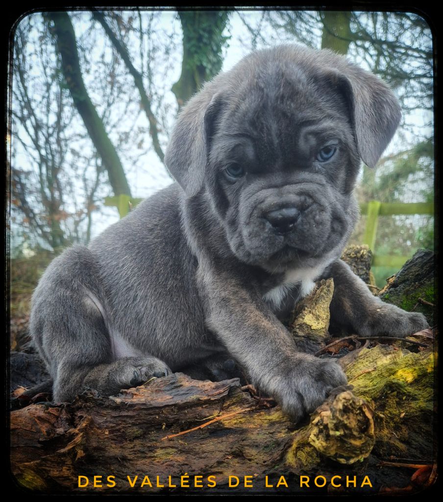 des vallées de la Rocha - Chiot disponible  - Cane Corso