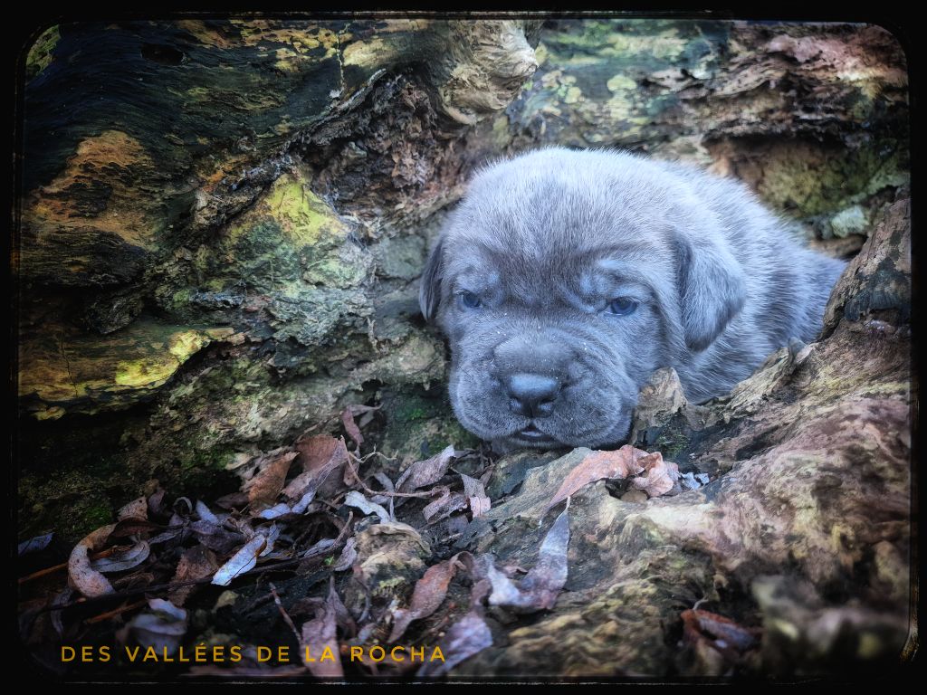 des vallées de la Rocha - Chiot disponible  - Cane Corso