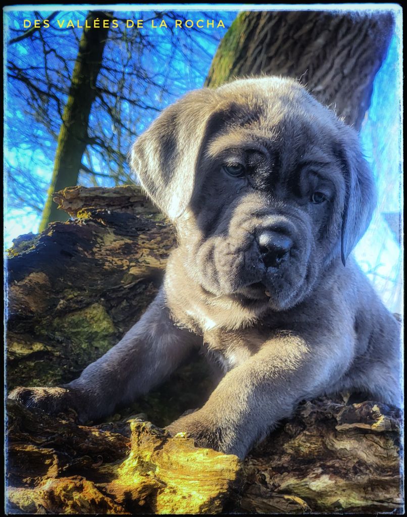 des vallées de la Rocha - Chiot disponible  - Cane Corso