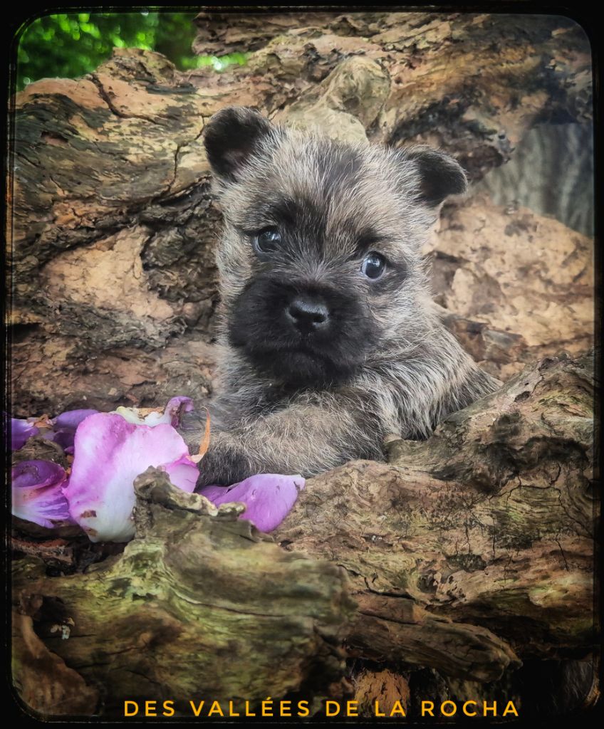 des vallées de la Rocha - Chiots disponibles - Cairn Terrier
