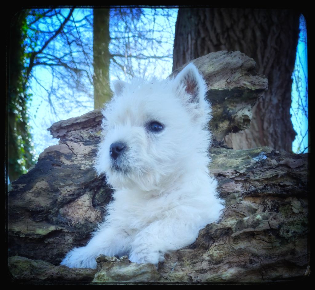 des vallées de la Rocha - Chiots disponibles - West Highland White Terrier