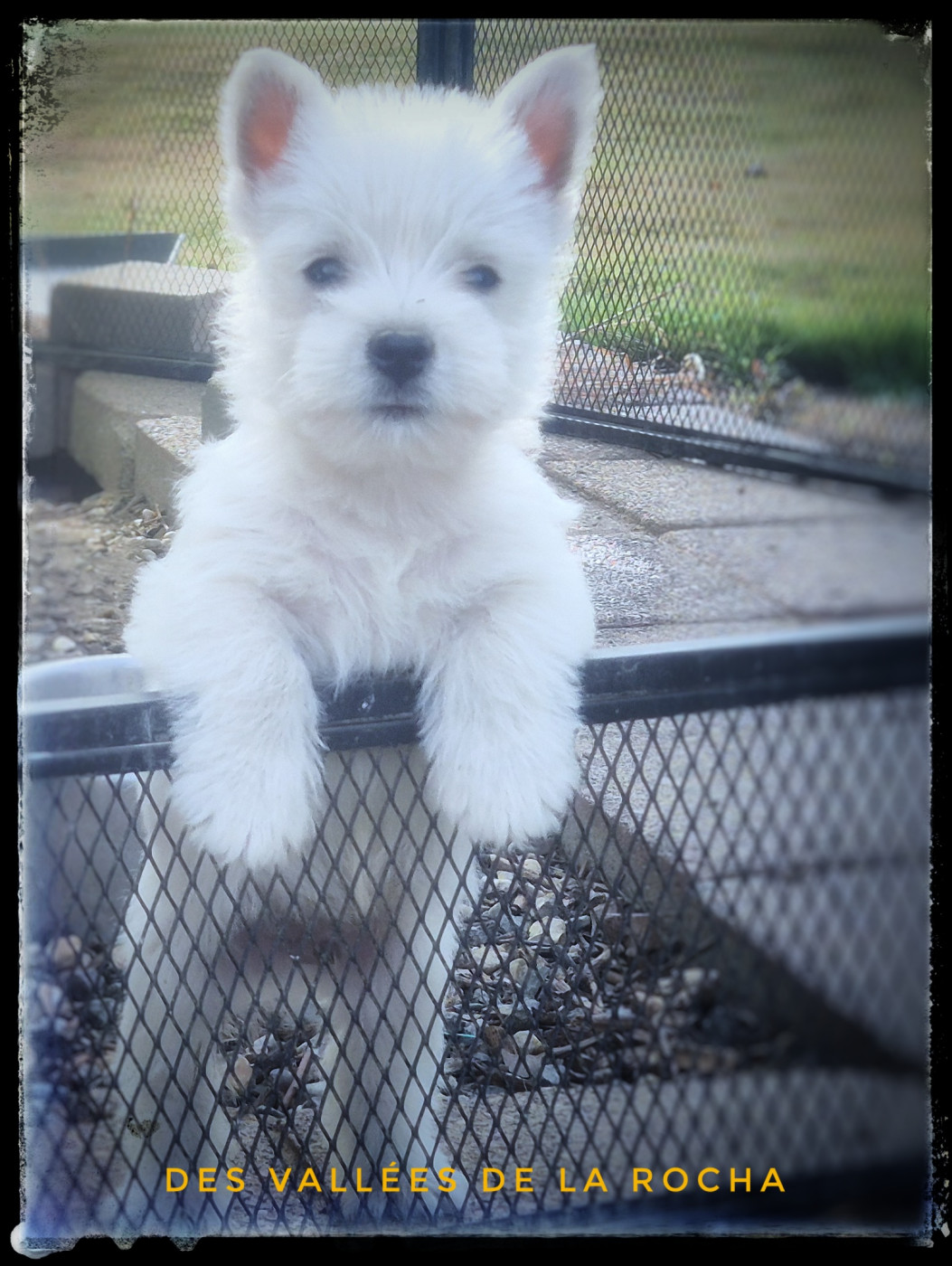 des vallées de la Rocha - Chiots disponibles - West Highland White Terrier