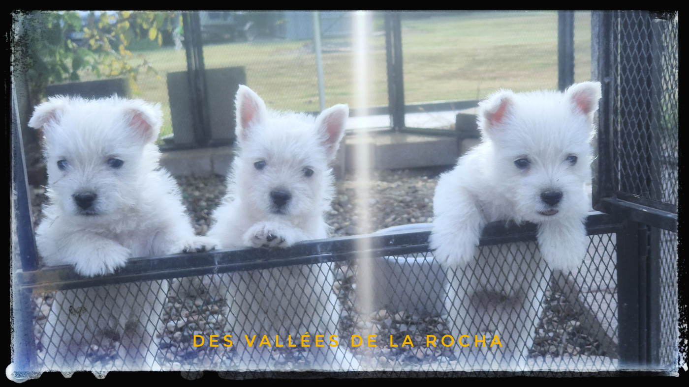 des vallées de la Rocha - Chiots disponibles - West Highland White Terrier