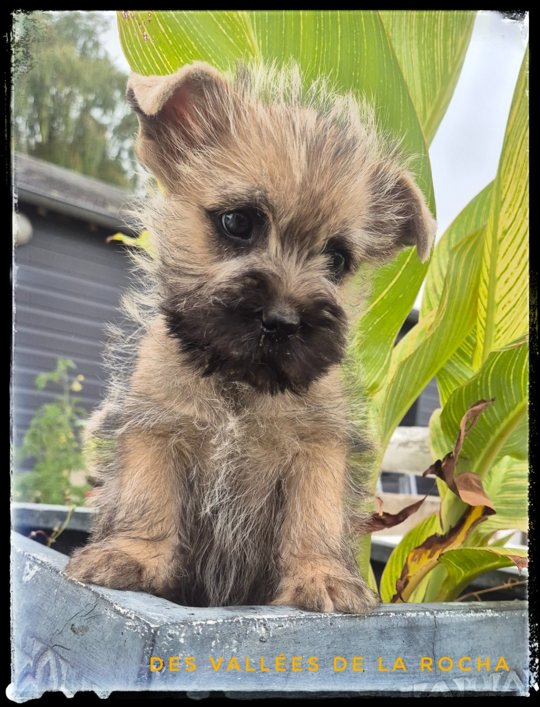 des vallées de la Rocha - Chiots disponibles - Cairn Terrier