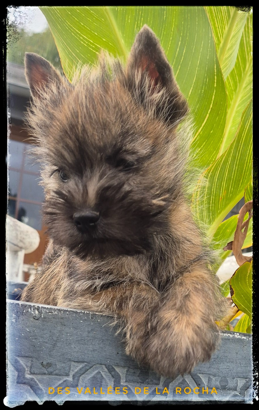 des vallées de la Rocha - Chiots disponibles - Cairn Terrier