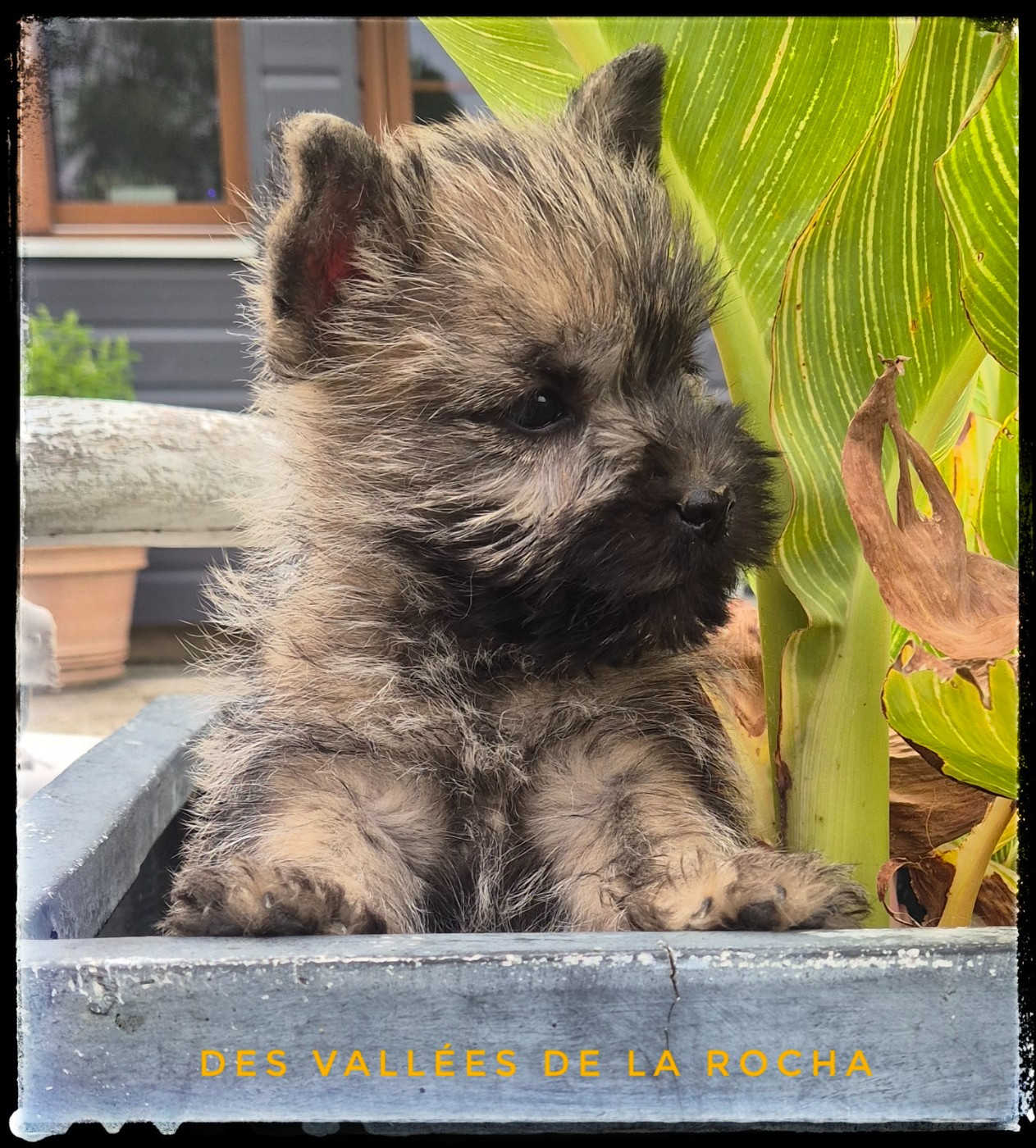des vallées de la Rocha - Chiots disponibles - Cairn Terrier