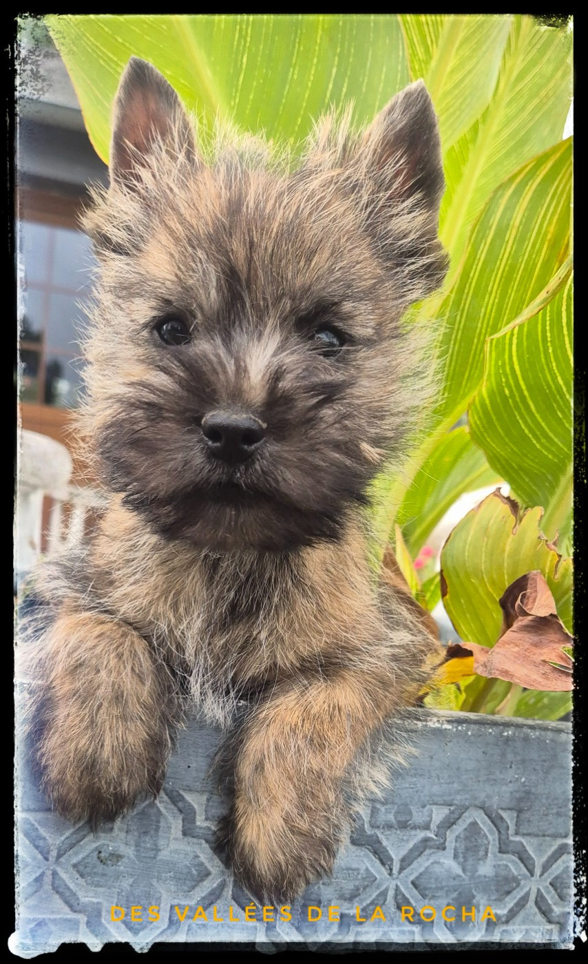 des vallées de la Rocha - Chiots disponibles - Cairn Terrier