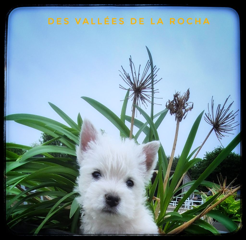 des vallées de la Rocha - Chiots disponibles - West Highland White Terrier