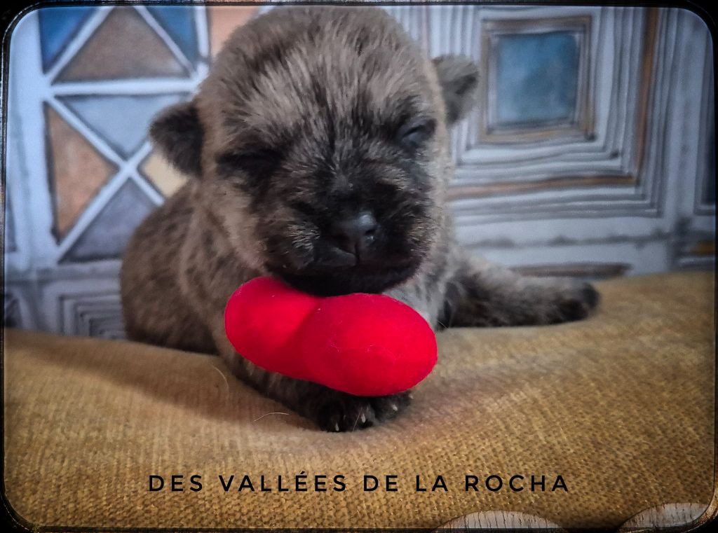 des vallées de la Rocha - Chiots disponibles - Cairn Terrier