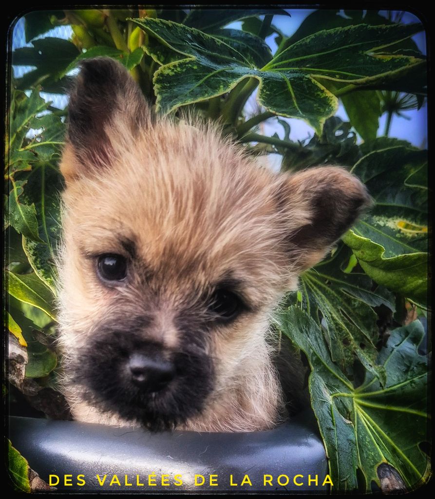 des vallées de la Rocha - Chiots disponibles - Cairn Terrier