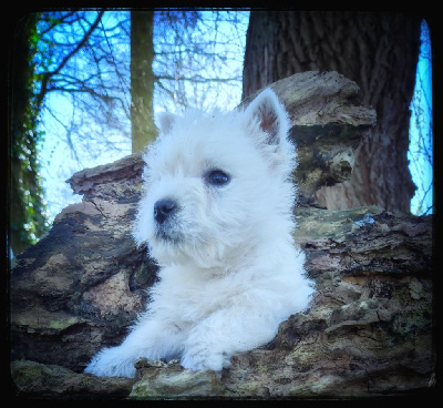 CHIOT 2
