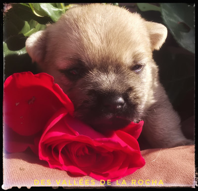 Chiot N°1