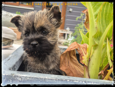 Chiot N°2