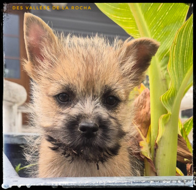 Chiot N°4