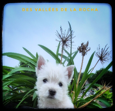CHIOT 1