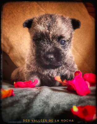 CHIOT 2