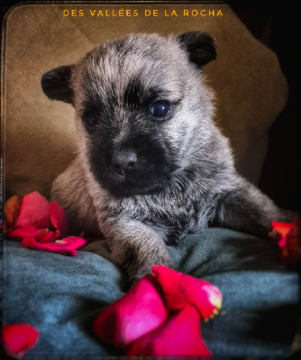 CHIOT 1