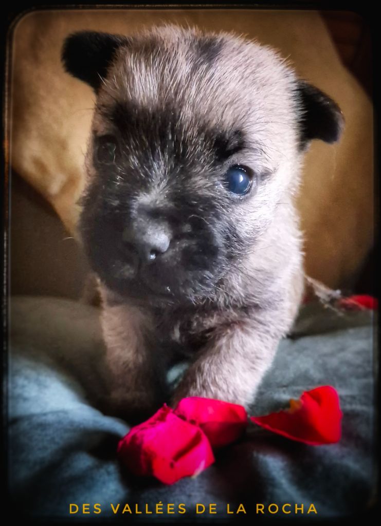 des vallées de la Rocha - Chiots disponibles - Cairn Terrier