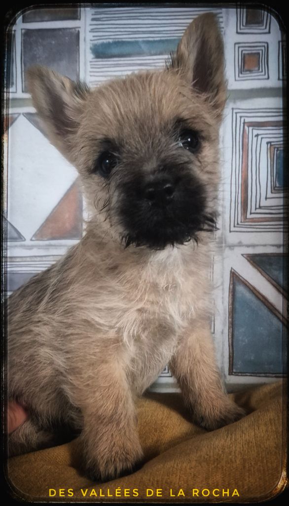 des vallées de la Rocha - Chiots disponibles - Cairn Terrier
