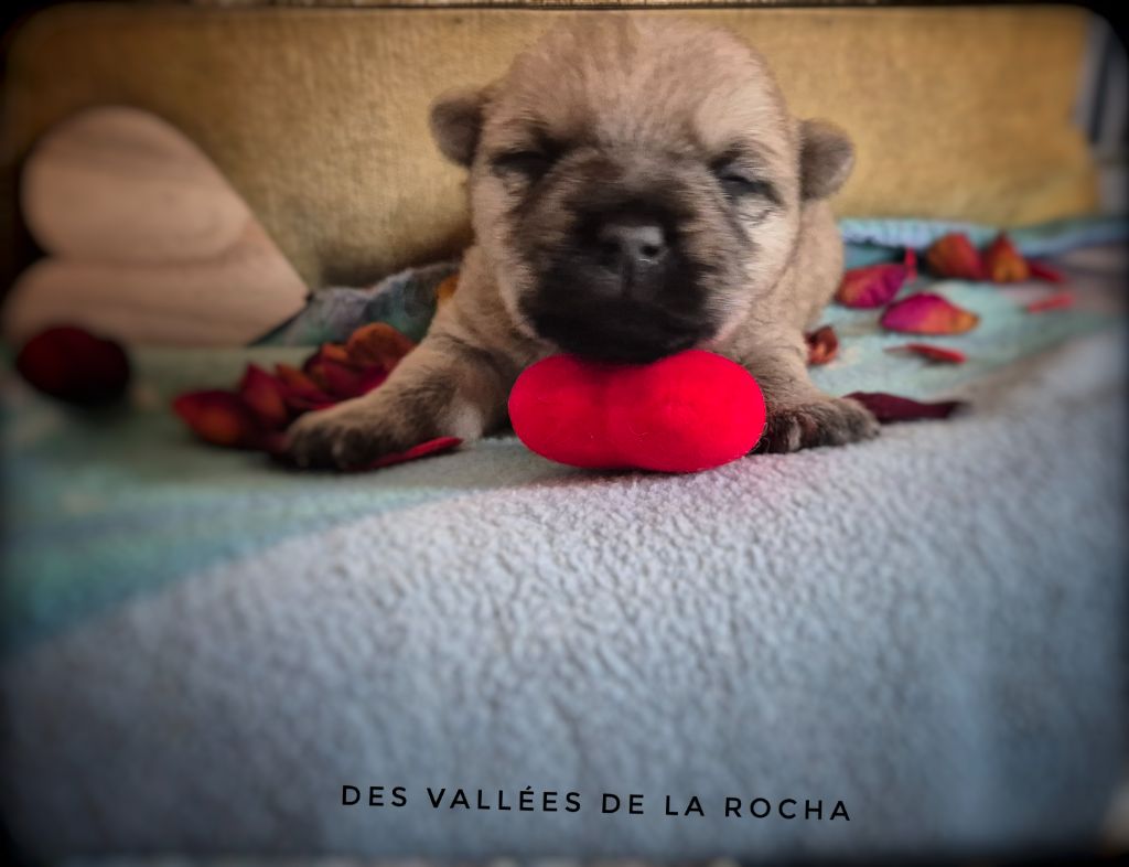 des vallées de la Rocha - Chiots disponibles - Cairn Terrier