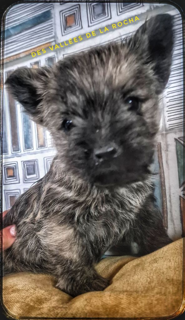 des vallées de la Rocha - Chiots disponibles - Cairn Terrier