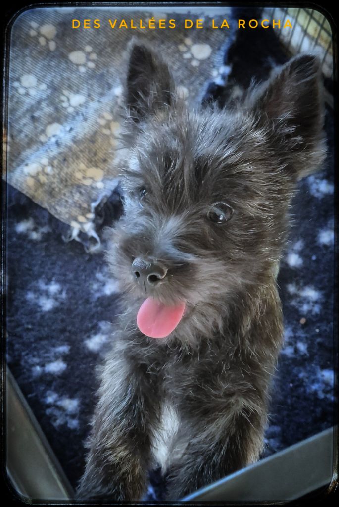 des vallées de la Rocha - Chiots disponibles - Cairn Terrier