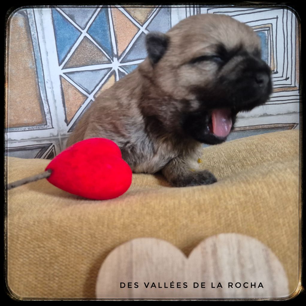 des vallées de la Rocha - Chiots disponibles - Cairn Terrier