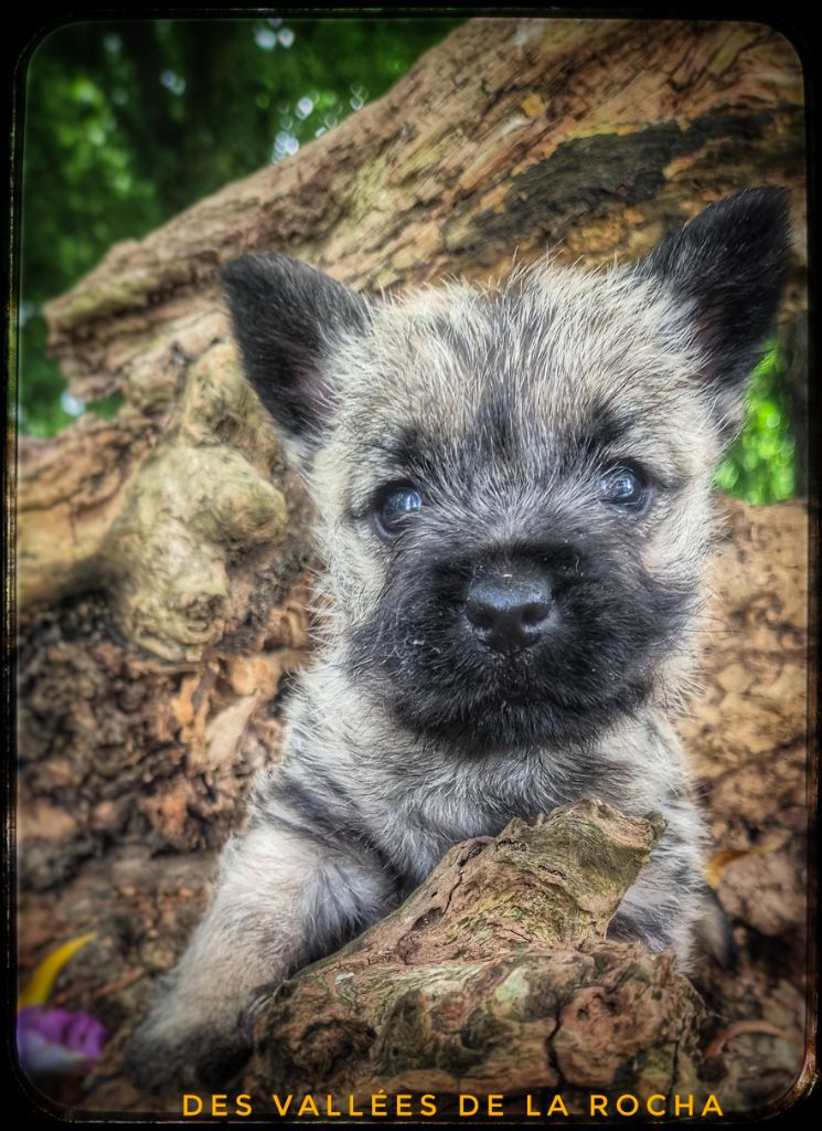 des vallées de la Rocha - Chiots disponibles - Cairn Terrier